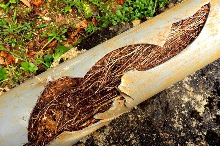Can Tree Roots Really Cause Significant Damage to Your Home's Drainage Syste.jpg